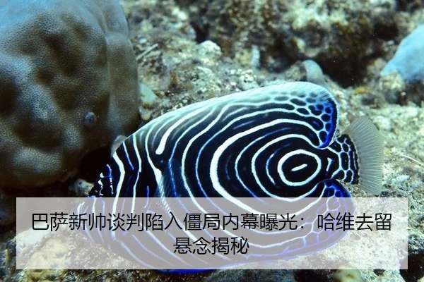 ba-sa-xin-shuai-tan-pan-xian-ru-jiang-ju-nei-mu-bao-guang-ha-wei-qu-liu-xuan-nian-jie-mi-2-951.jpg